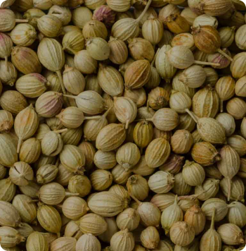 coriander