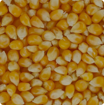 corn