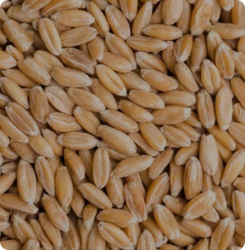 grains